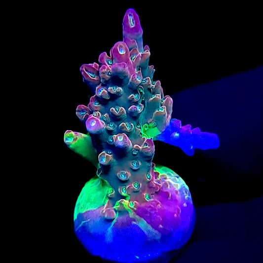 Graham's Aquaculture OG Grafted Acro