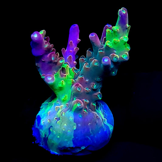 Graham's Aquaculture OG Grafted Acro