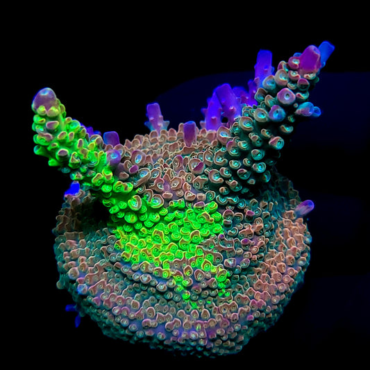 Graham's Aquaculture OG Grafted Acro