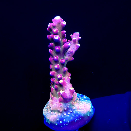 Graham's Aquaculture Arcoiris
