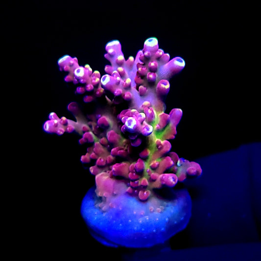 Graham's Aquaculture Arcoiris