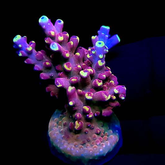 Graham's Aquaculture Arcoiris