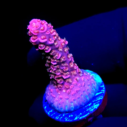 CRT Lava Girl