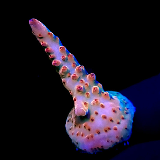Graham's Aquaculture Shazam