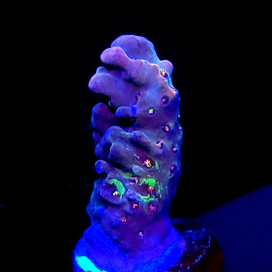 CC Fuzzy Rainbow