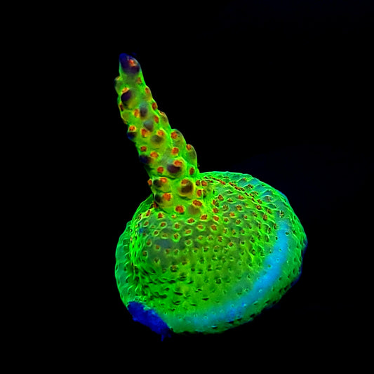 JKR Rainbow Acro