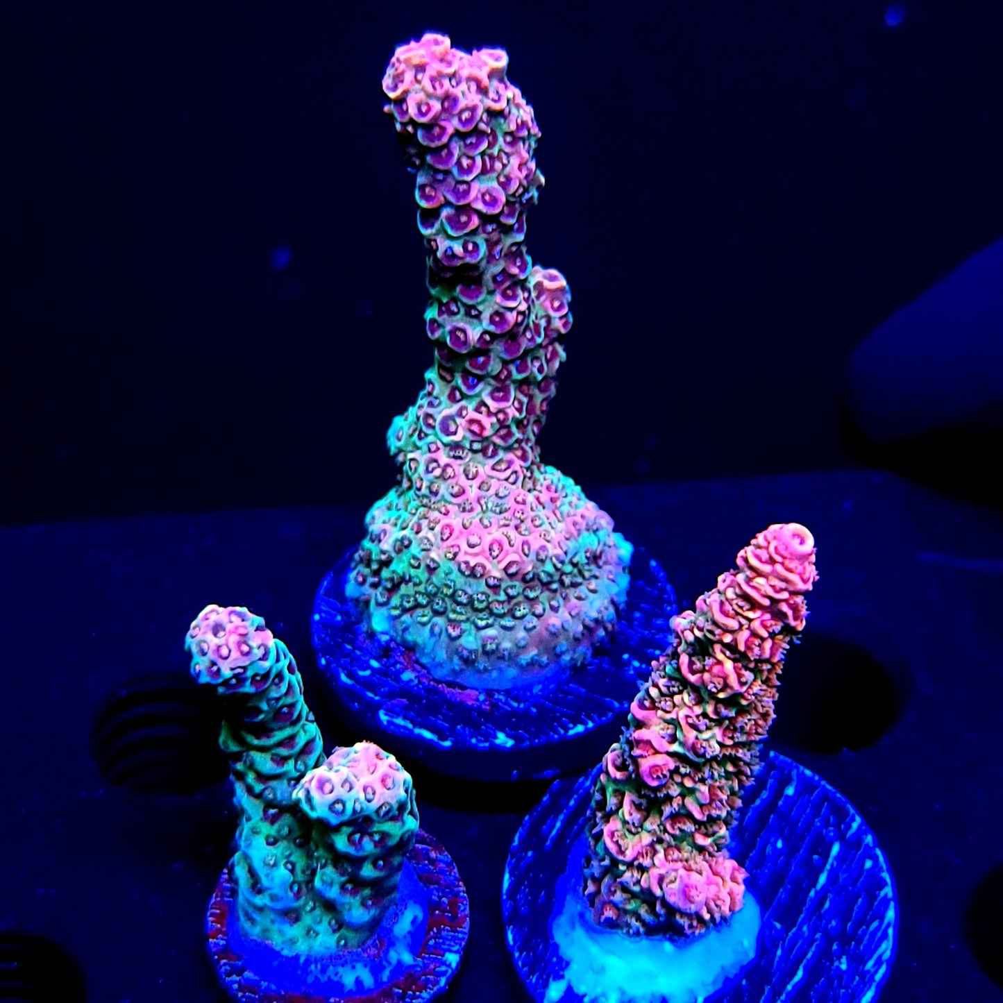 Graham's Aquaculture Bubbalicious