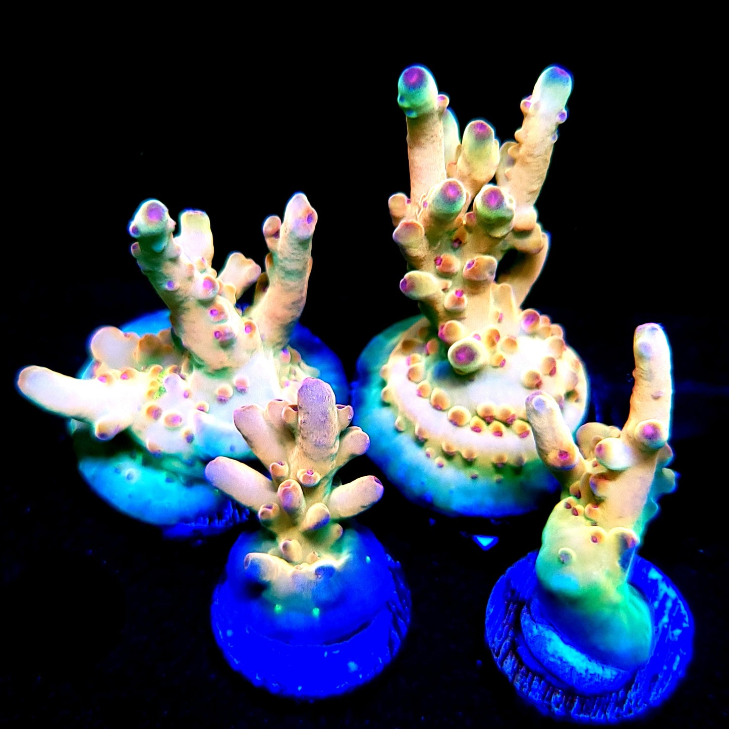TUSI's Rainbow Granulosa