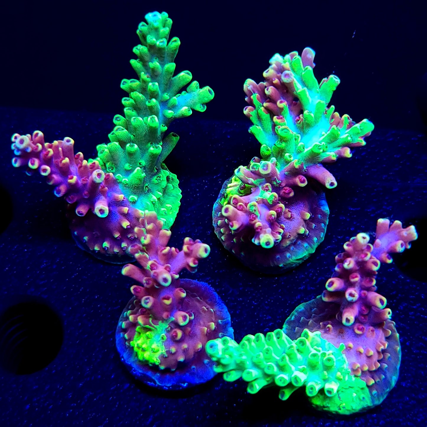 Graham's Aquaculture Grafted Zeus
