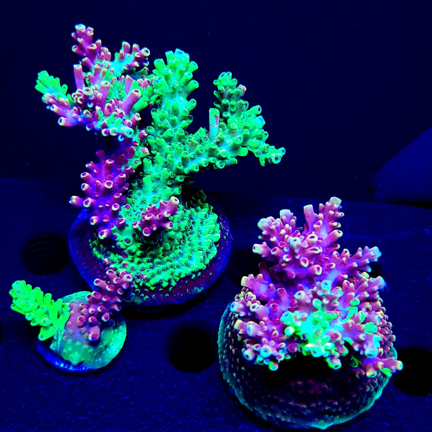 Graham's Aquaculture Grafted Zeus