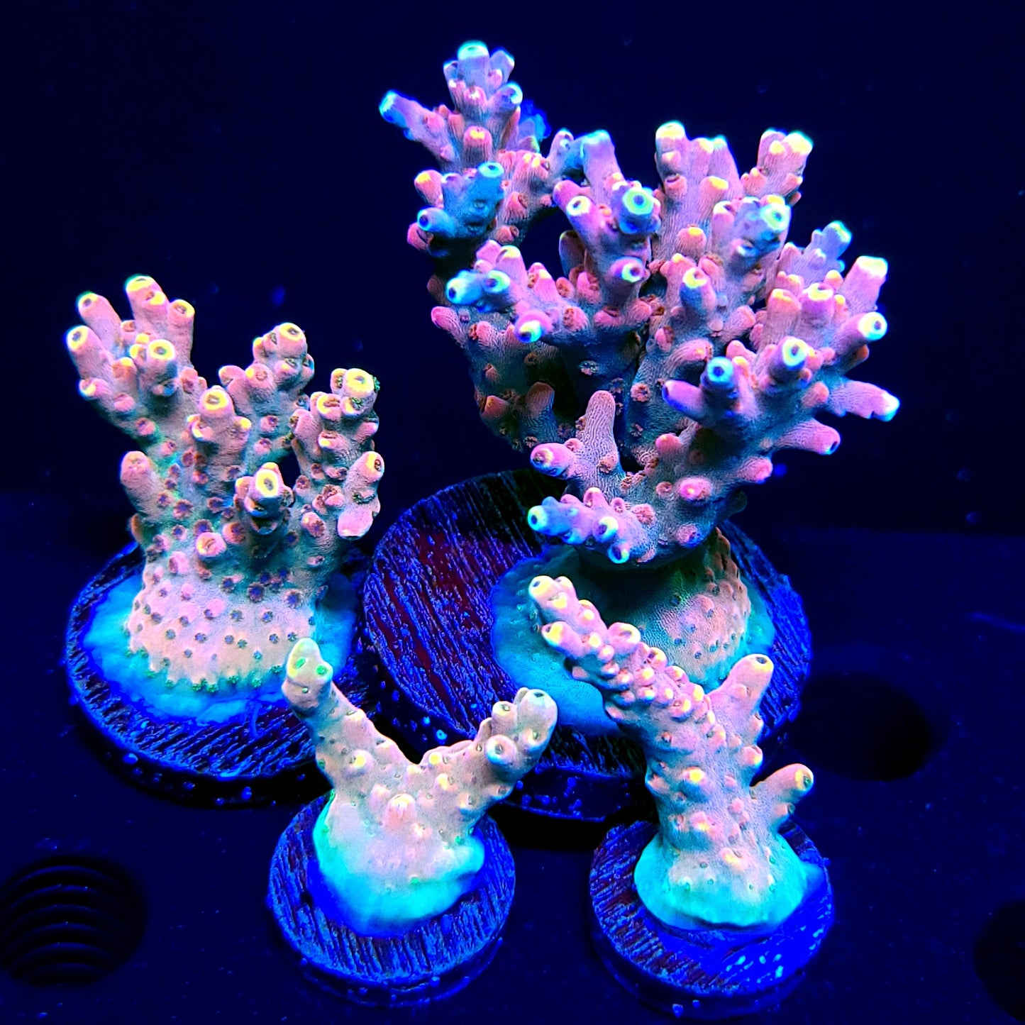 Graham's Aquaculture Orion