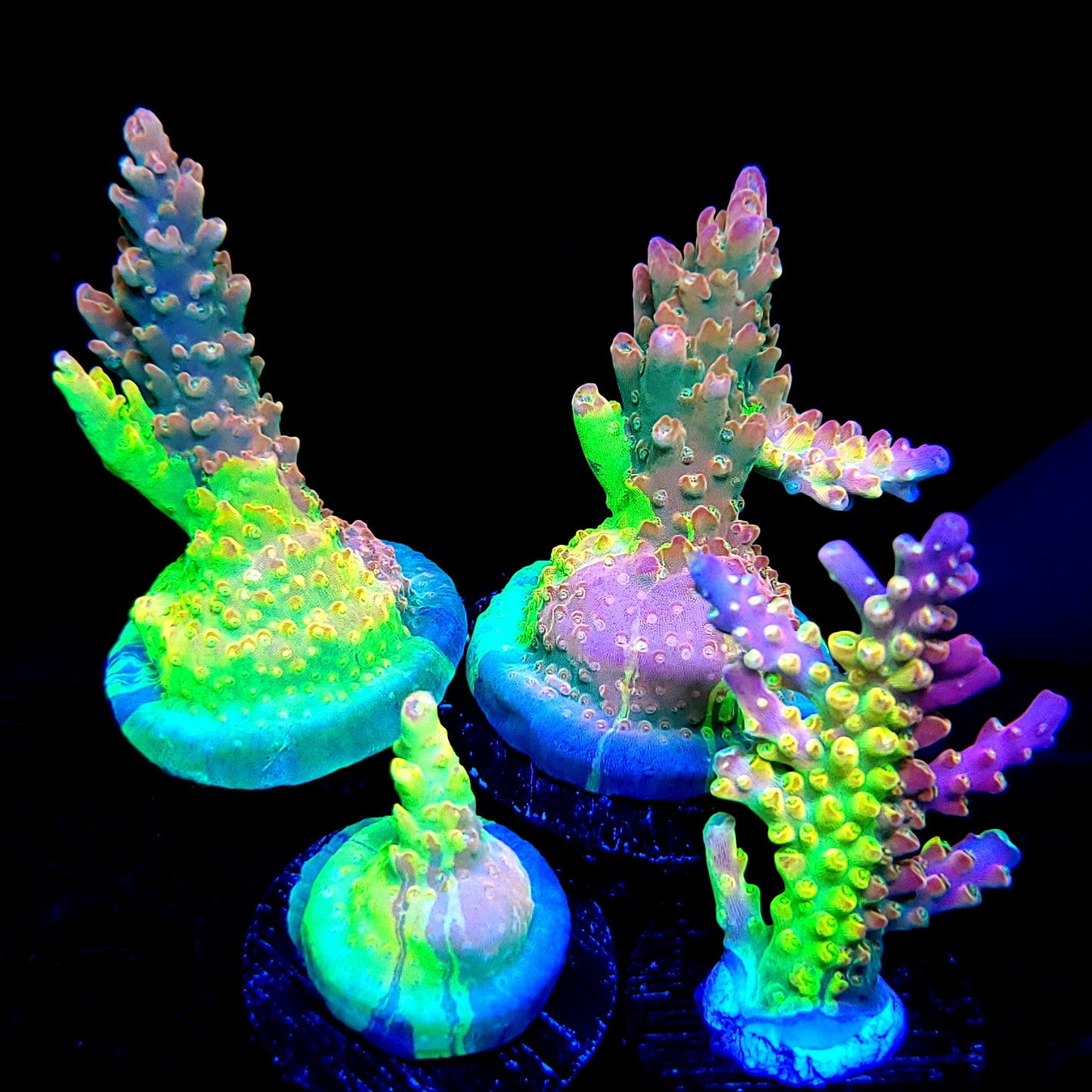 Graham's Aquaculture OG Grafted Acro