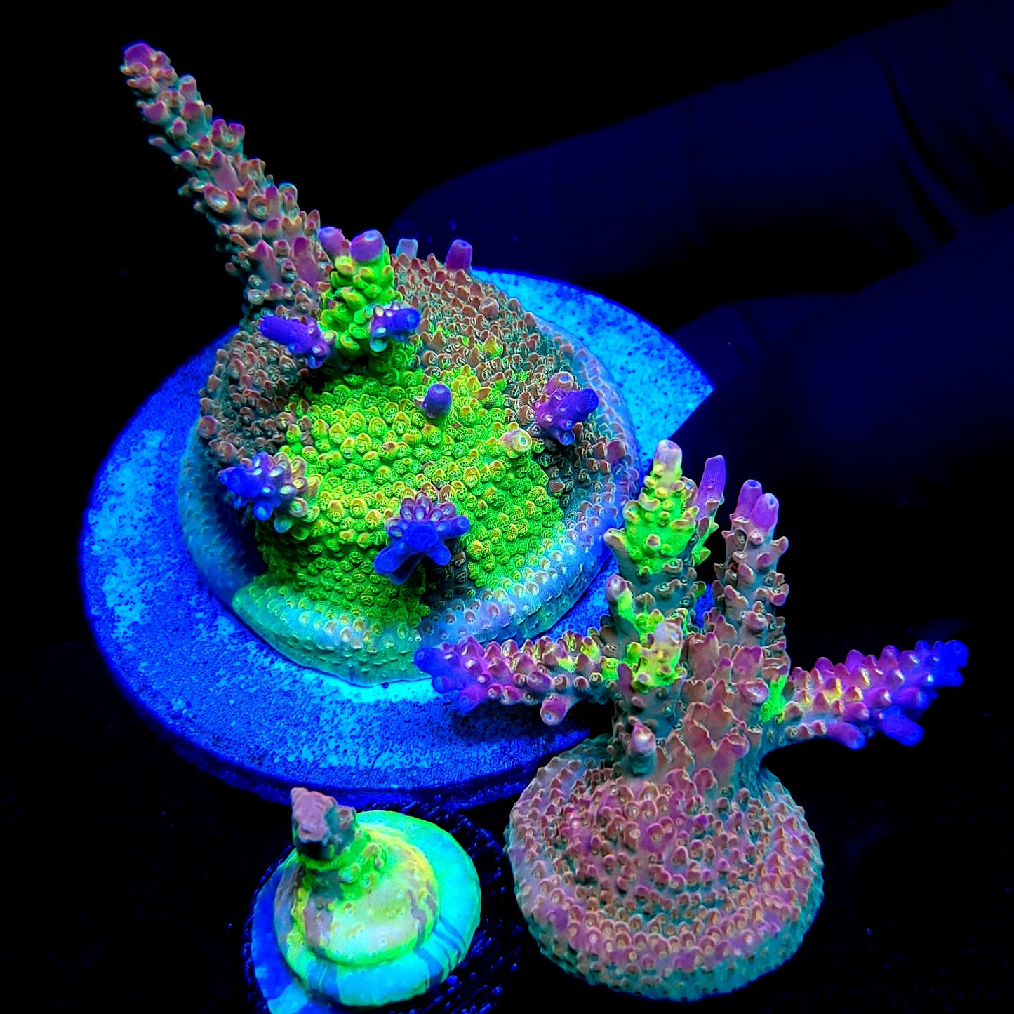 Graham's Aquaculture OG Grafted Acro