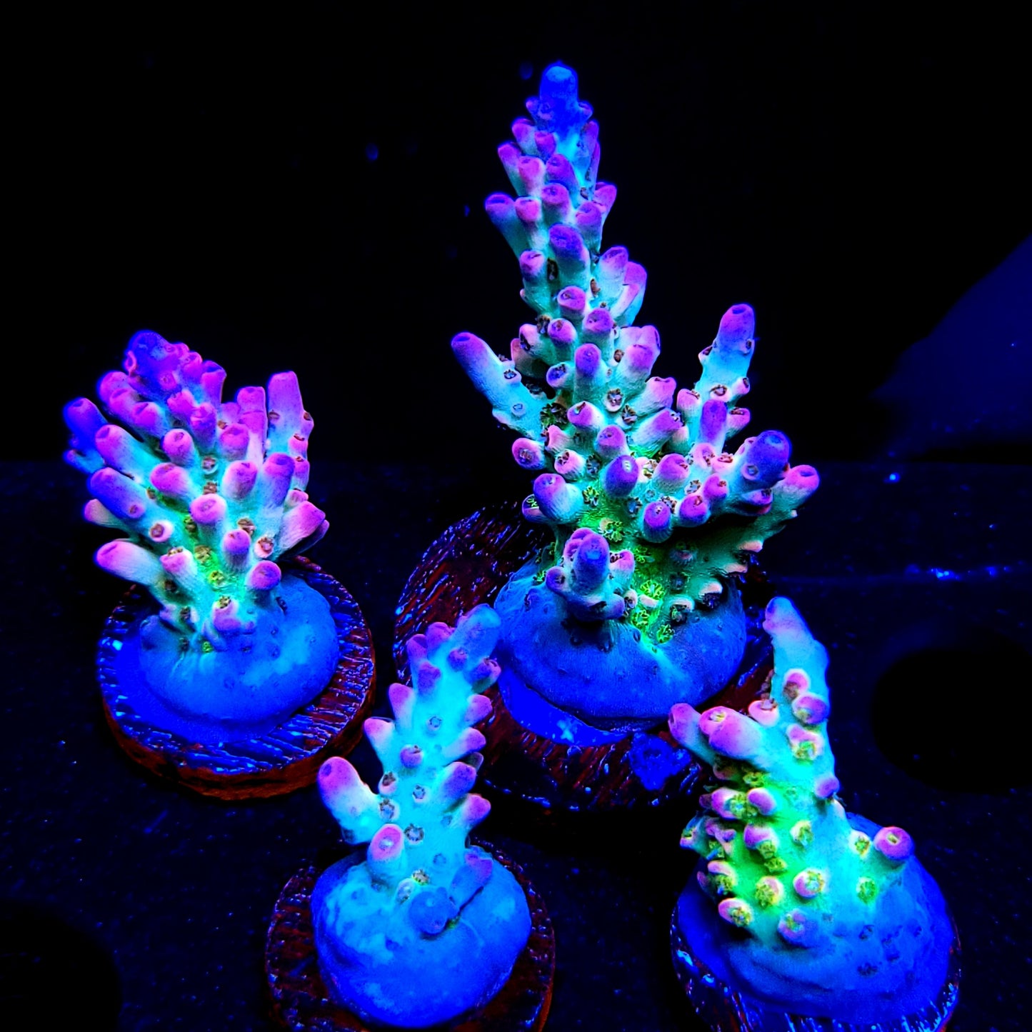 Graham's Aquaculture Rainbow Blossom