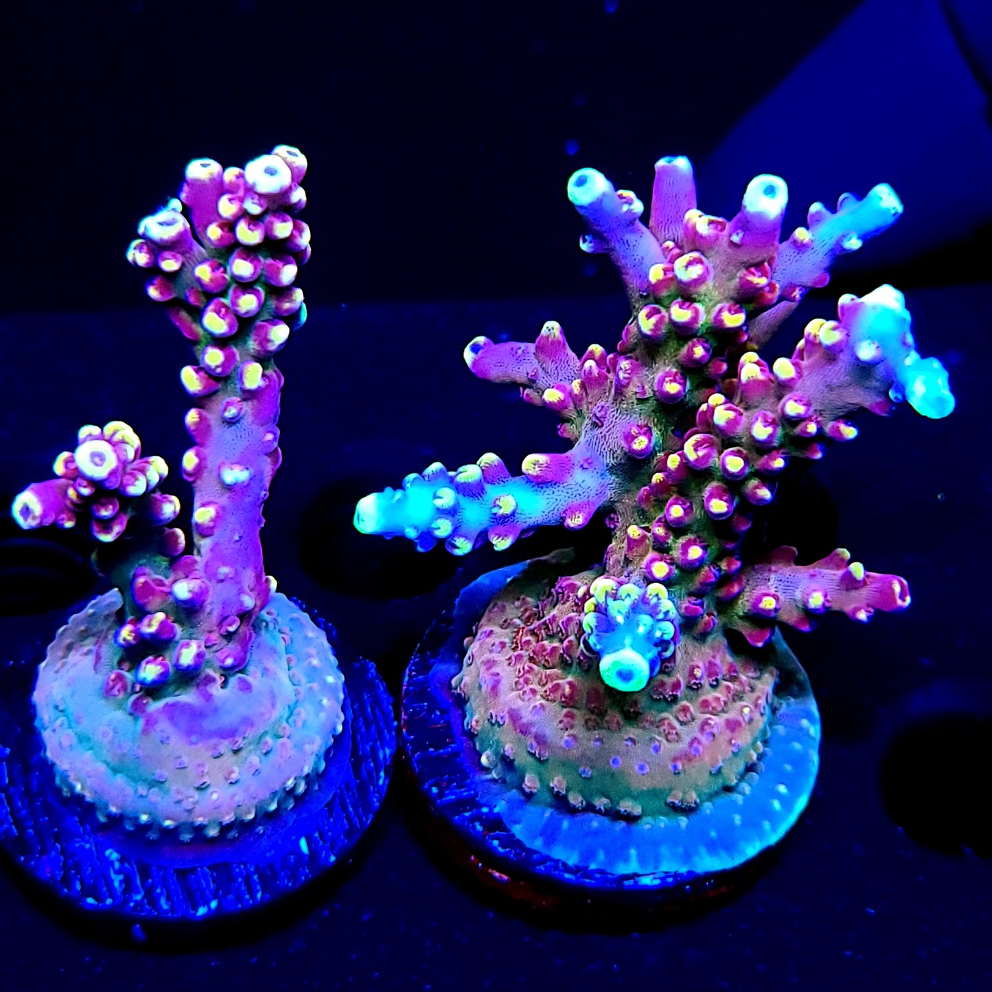 Graham's Aquaculture Arcoiris