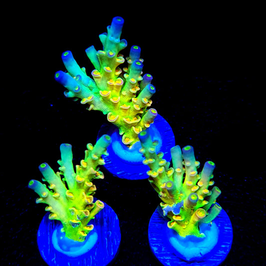 Sexy Corals Orange Passion