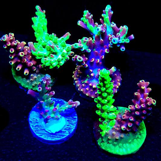 Graham's Aquaculture Grafted Zeus