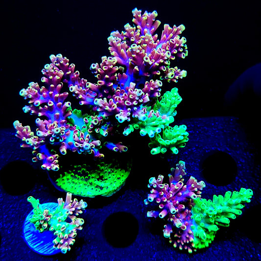 Graham's Aquaculture Grafted Zeus