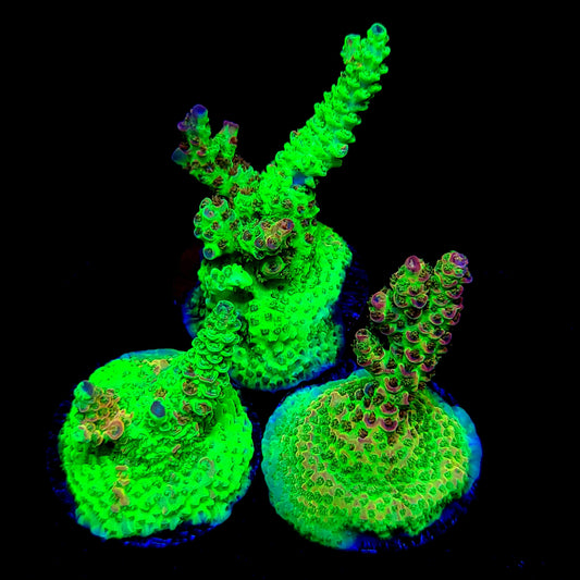 Grafted MattV Mack Daddy