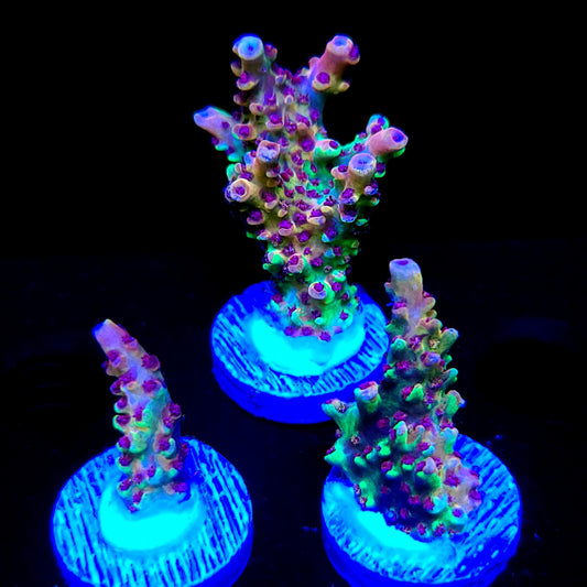 Graham's Aquaculture Pink Caddy Splice