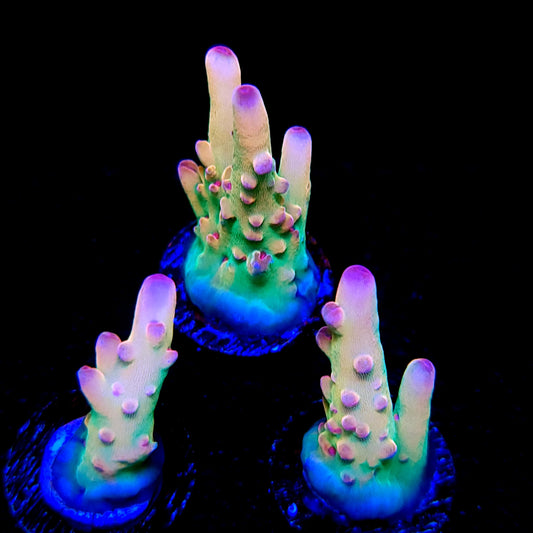 Graham's Aquaculture Rainbow Smoothie