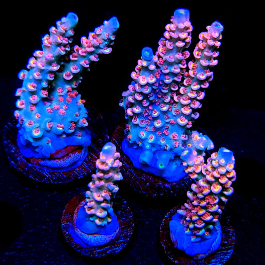 SBB Pinky & the Brain