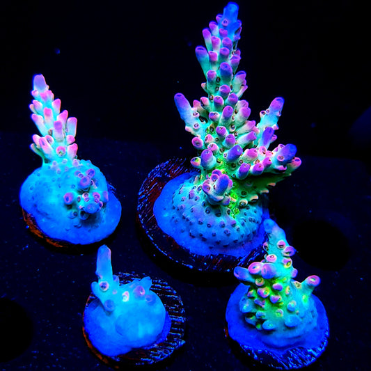 Graham's Aquaculture Rainbow Blossom