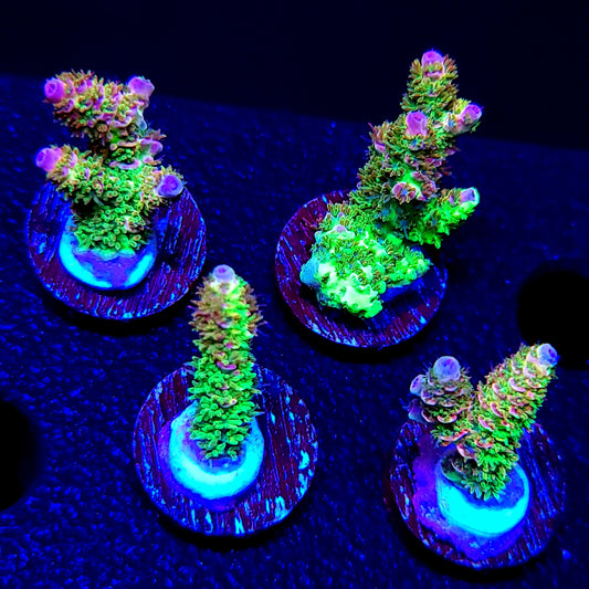 Grafted MattV Mack Daddy