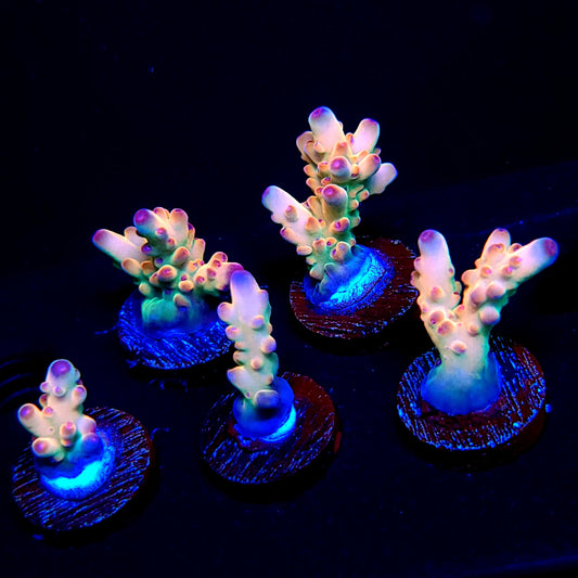 TUSI's Rainbow Granulosa