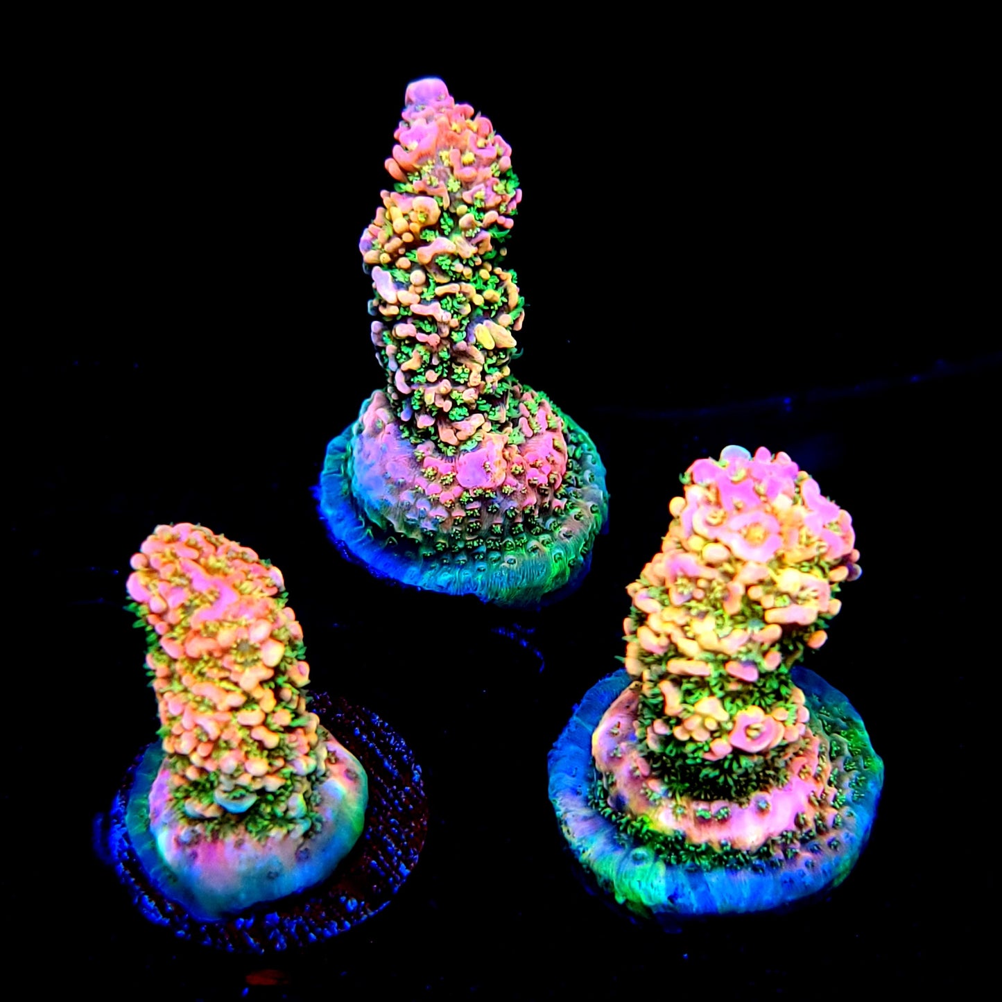 Graham's Aquaculture Lovely Jubbly So Damn Bubbly Mille