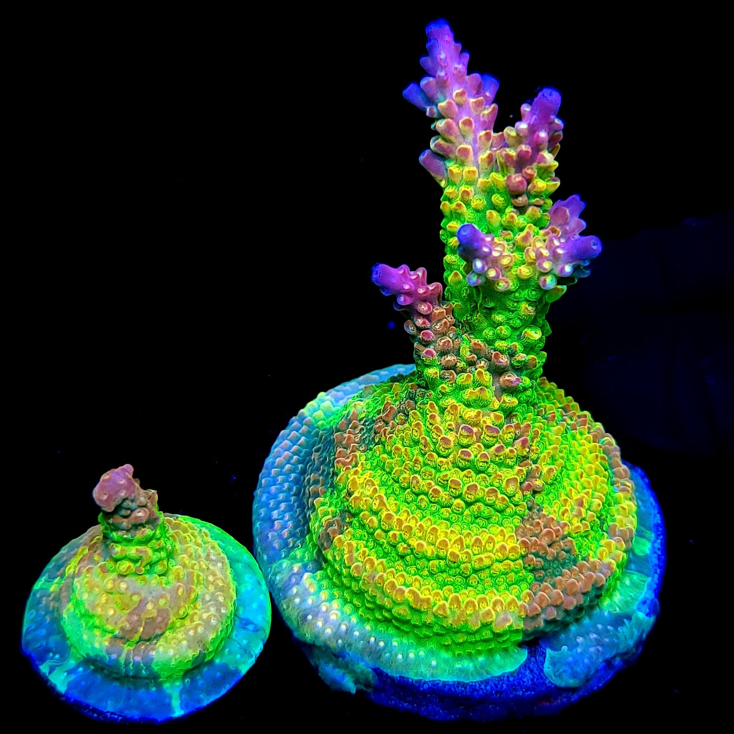 Graham's Aquaculture OG Grafted Acro