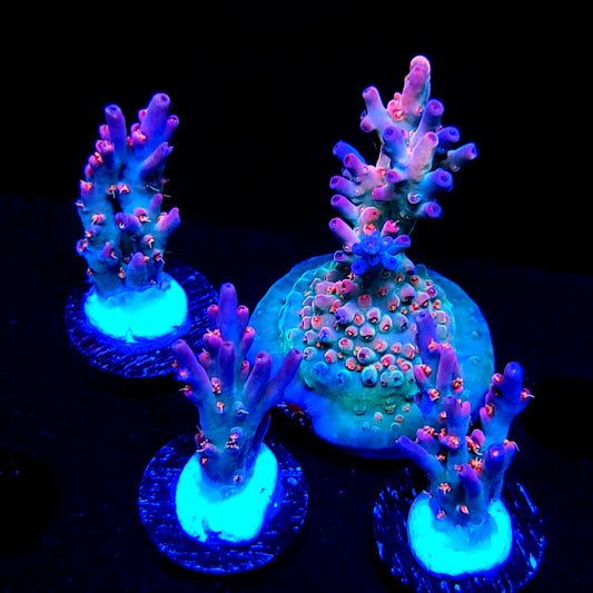 Graham's Aquaculture Diamonds & Sauce