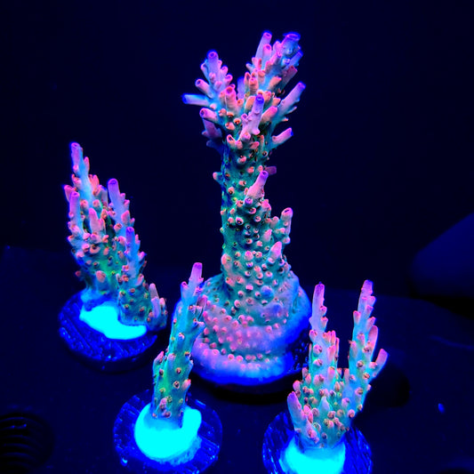 Farmer Ty Eternal Flame