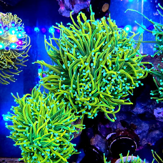 Lemon Lime Holy Grail Torch