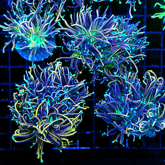 Graham’s Aquaculture Mardi Gras Torch