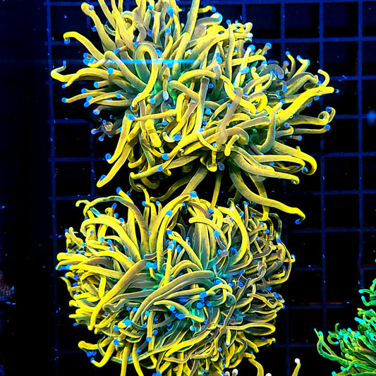 The Last Crusade Holy Grail Torch