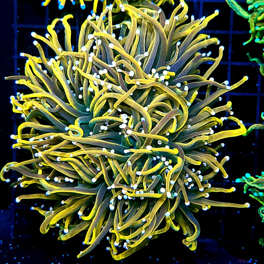 Rapunzel Holy Grail Torch