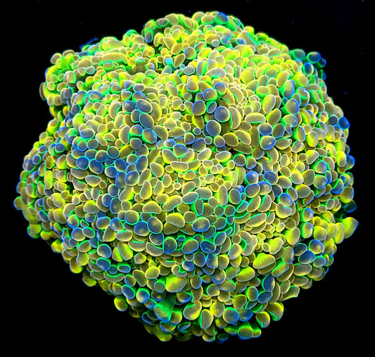 POTO Holy Rainbow Hammer