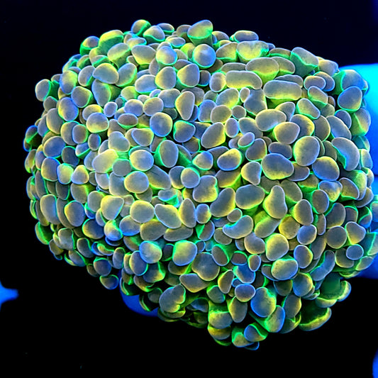 Graham’s Aquaculture Rainbow Hammer