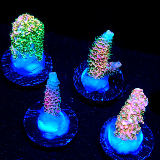 Graham's Aquaculture Lovely Jubbly So Damn Bubbly Mille