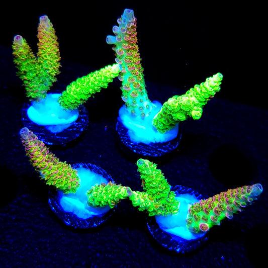 Grafted MattV Mack Daddy