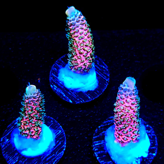 Graham's Aquaculture Pink Drink Mille