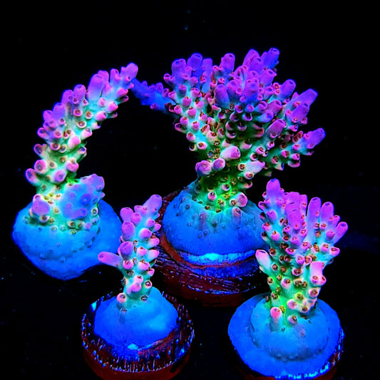 Graham's Aquaculture Rainbow Blossom