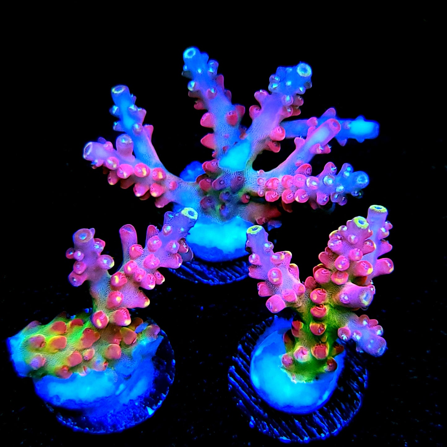 Graham's Aquaculture Arcoiris