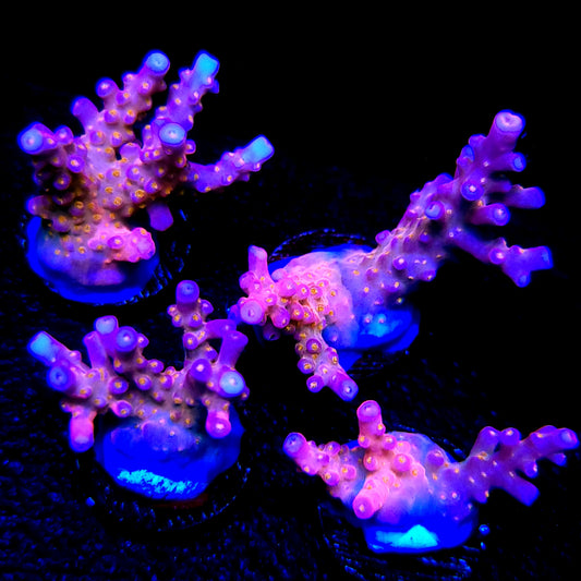 Graham's Aquaculture Spliced Nerds