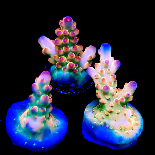 TUSI's Rainbow Granulosa