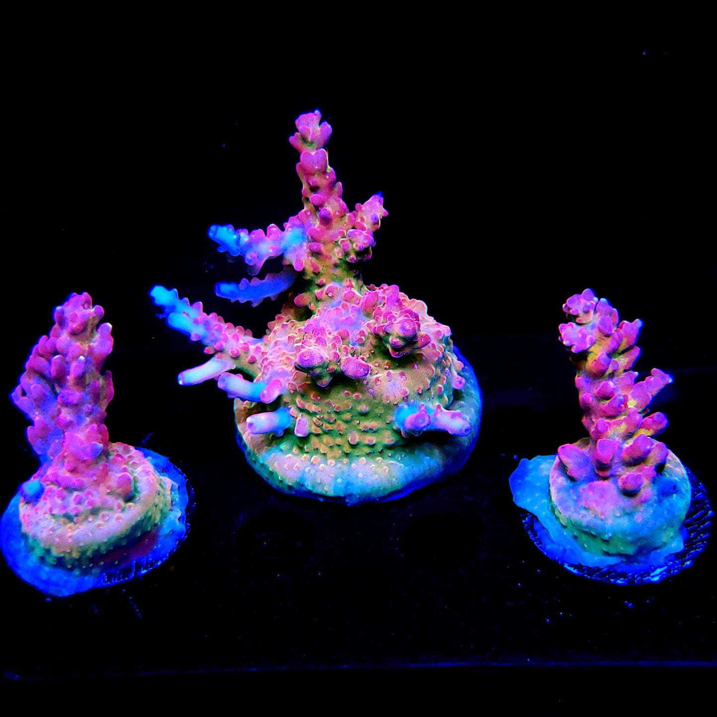 Graham's Aquaculture Arcoiris