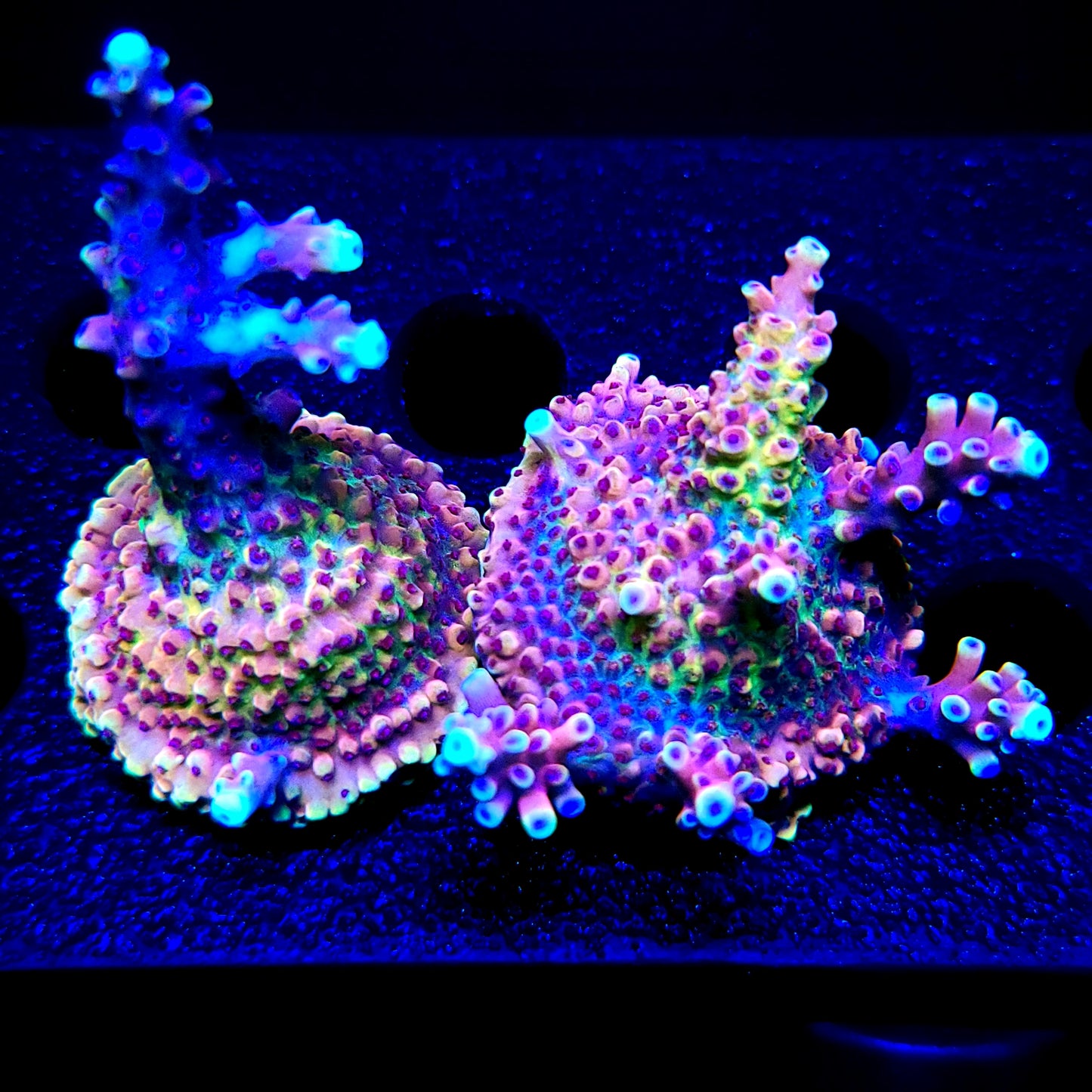 Graham's Aquaculture Pink Caddy Splice