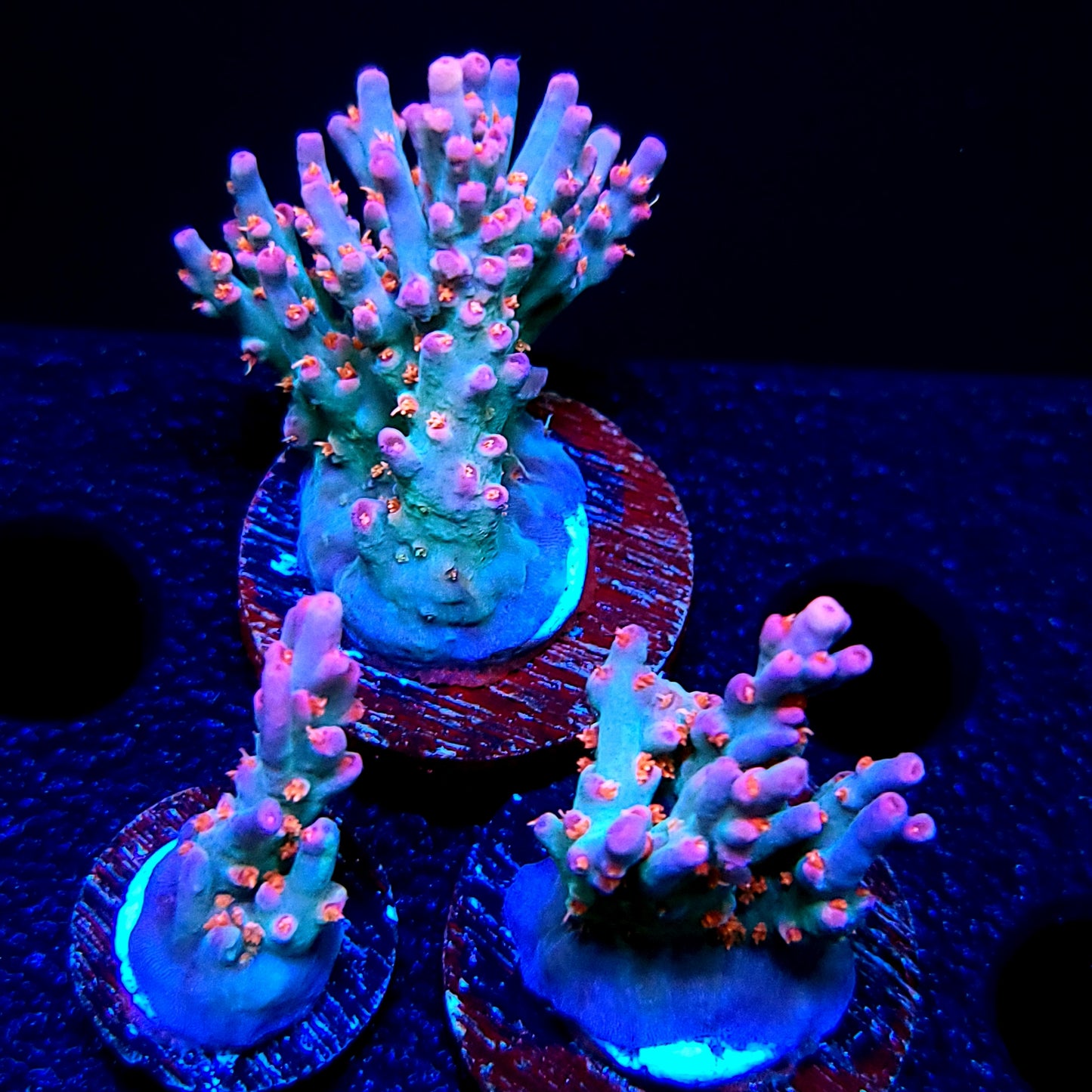 Graham's Aquaculture Diamonds & Sauce