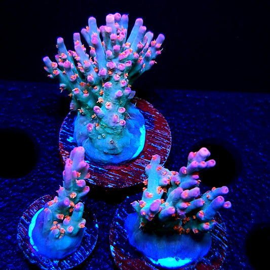 Graham's Aquaculture Diamonds & Sauce